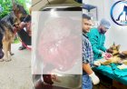 नैंसी नामक मादा स्वान को फिर से मिली नई जिंदगी - सर्जरी कर निकाला स्तन ट्यूमर