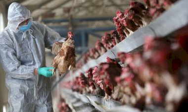 कोरोना अभी ख़त्म नहीं हुआ, एक और नई मुसीबत से प्रदेश सरकार ने लोगो को अलर्ट रहने के निर्देश जारी किये ...