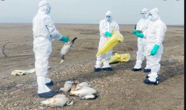 बर्ड फ्लू की मध्यप्रदेश के इन नौ जिलों में पुष्टि, सरकार ने अलर्ट किया 