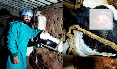 वेटरनरी सर्जन की टीम के द्वारा होल्सटीन फ्रीसीएन नस्ल की गाय के आंख से निकाला ट्यूमर