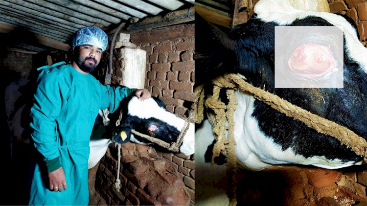 वेटरनरी सर्जन की टीम के द्वारा होल्सटीन फ्रीसीएन नस्ल की गाय के आंख से निकाला ट्यूमर