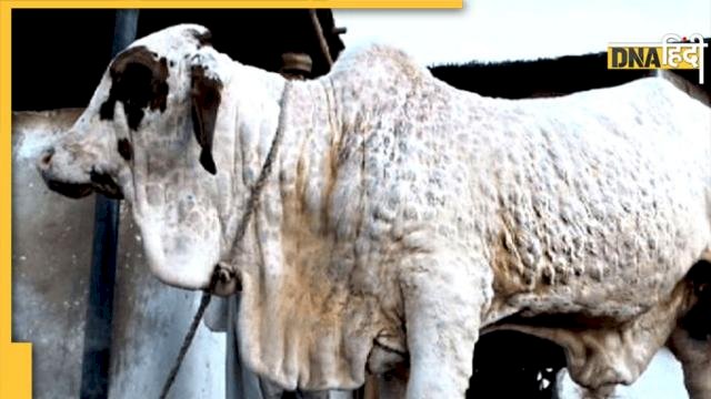 लंपी वायरस को लेकर पशुपालन विभाग ने जारी किया अलर्ट, जिला प्रशासन को दिए ये निर्देश
